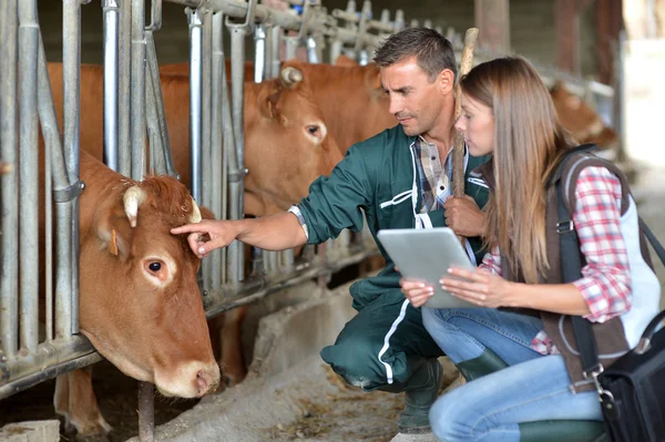 https://dairyrobotics.ie/wp-content/uploads/2024/03/farmer-and-veterinarian-checking-on.webp